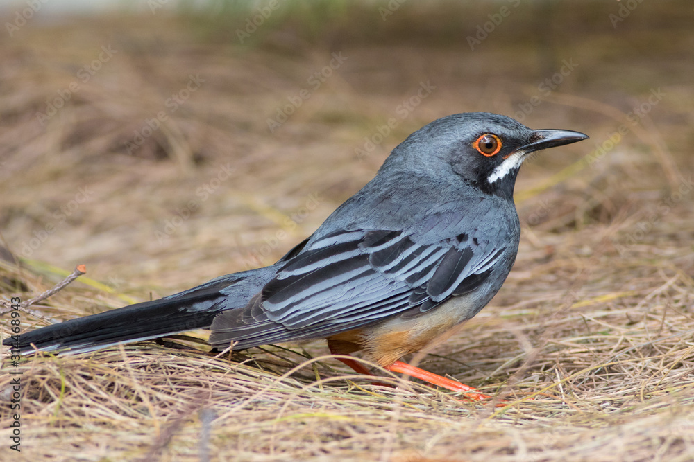 Obraz premium Red-legged thrush, Turdus plumbeus, Zorzal