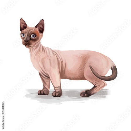 Minskin cat clearance for sale
