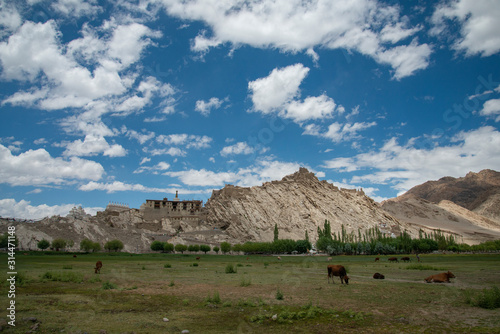Shey  Palace seen from the Marshes in front, Leh, Ladakh, India, Asia
