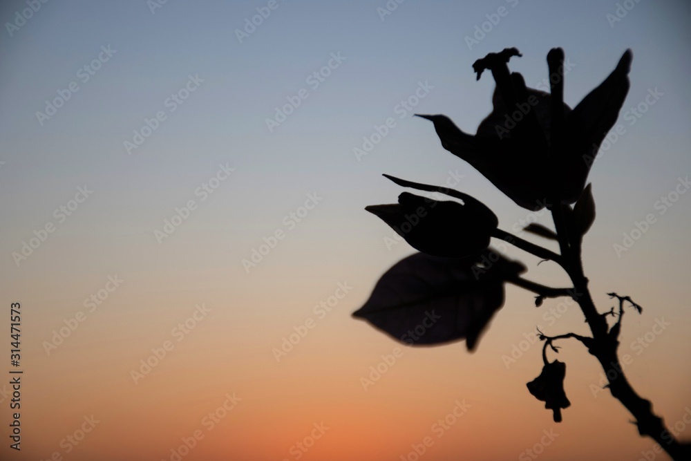 Background with warm sunset or sunrise, sun on the horizon and black silhouette of a flower 