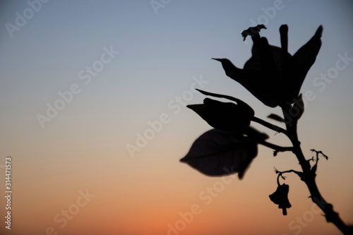 Background with warm sunset or sunrise, sun on the horizon and black silhouette of a flower 