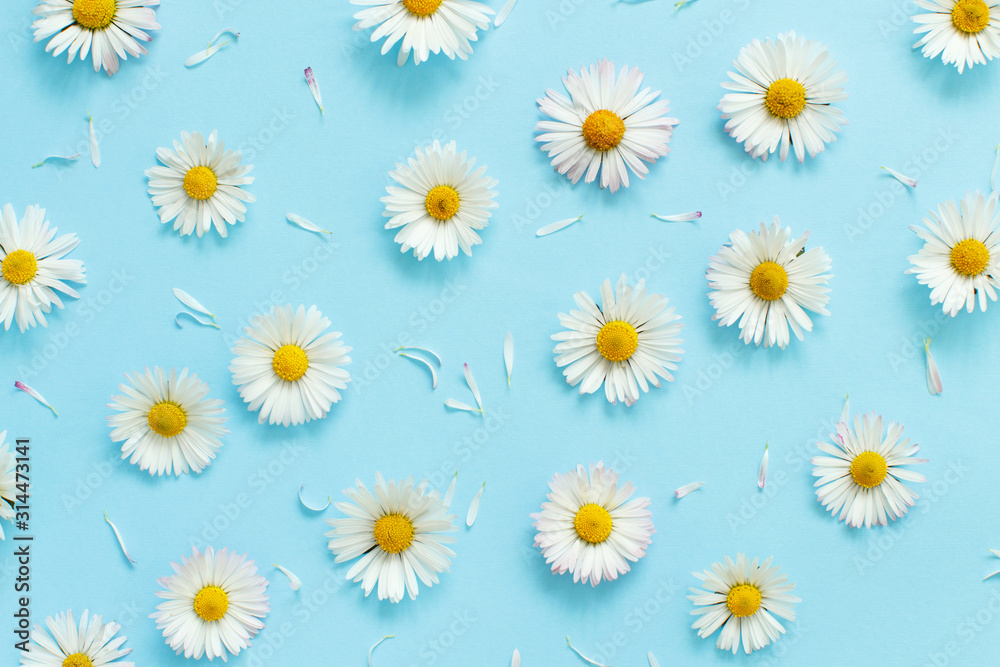 White daisies on a light blue background