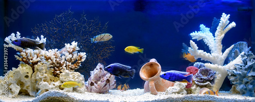 Freshwater aquarium in pseudo-sea style. Aquascape and aquadesign.	