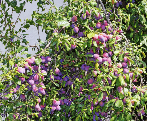 Twisted branch under plum fruit yield.