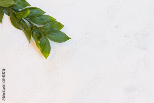 texture with leaves. texture, white background. flat lay a natural leaf on a wooden background, the background of nature. Fresh green leaves frame the tree. Natural background. the view from the top.