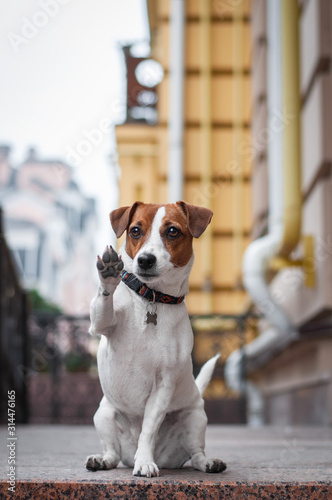Cute dog jack russell terrier is making trick on city street