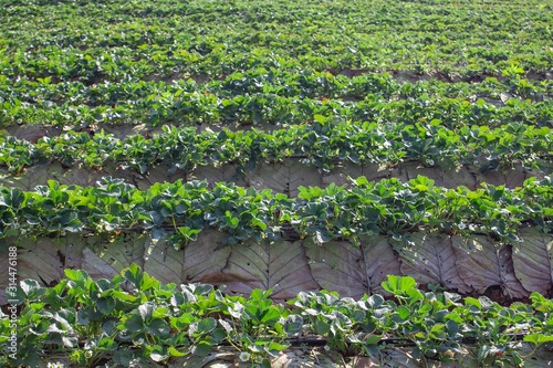 Landscape and fresh strawberry farm. Strawberry plantation.