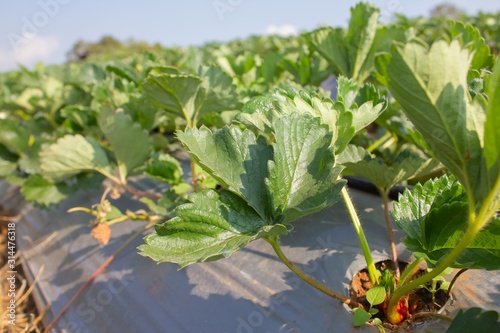 Green nature strawberry farm. strawberry leaf.
