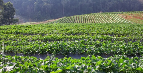 Landscape and fresh strawberry farm. Strawberry plantation.