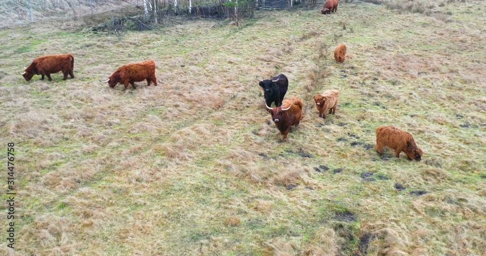Aerial view of cows herd grazing on pasture field, top view drone pov , in grass field these cows are usually used for dairy production. Ariel view of poor dry farmlan. Aerial view of cows herd grazing on pasture field, top view drone pov , in grass field these cows are usually used for dairy production. Ariel view of poor dry farmlan.