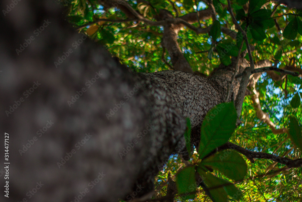 arbol grande arbol grande
