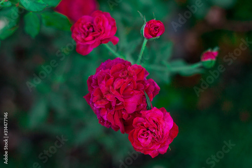 rosas rojas