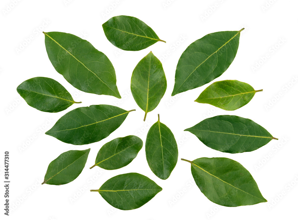 Laurel leaves isolated on a white background top view