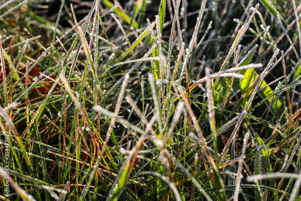 Green grass with morning frost and sunlight in garden, Frozen plants for abstract natural background, Young shoots of winter wheat at spring day. Autumn hoarfrost