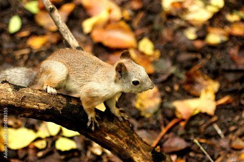 Little squirrel in the autumn forest.