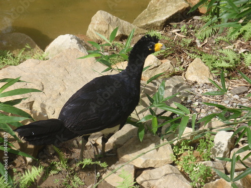 Black exotic bird