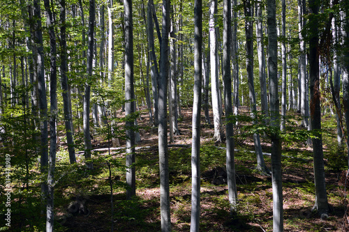 A beautiful beech forest in the summer. A game of light and shadow. Trees in the forest.