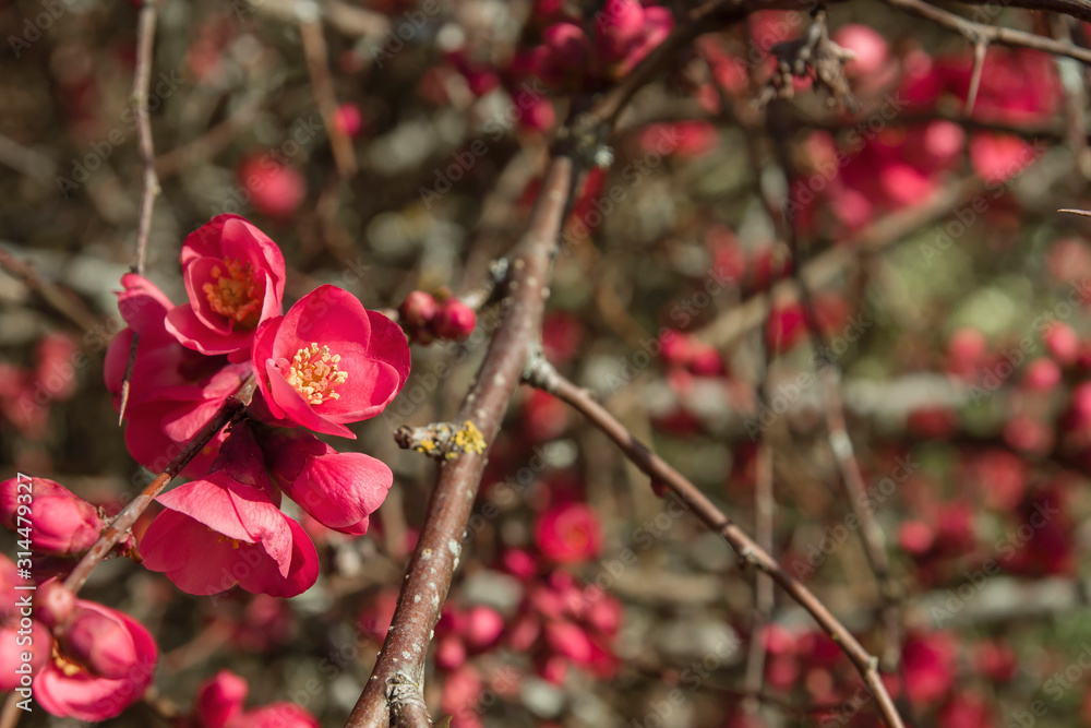 Chaenomeles japonica springtime flowers detail Chaenomeles japonica springtime flowers detail