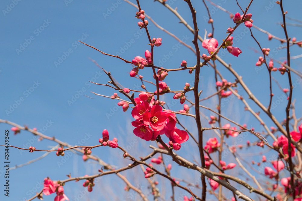 Chaenomeles japonica flowers blooming in spring Chaenomeles japonica flowers blooming in spring