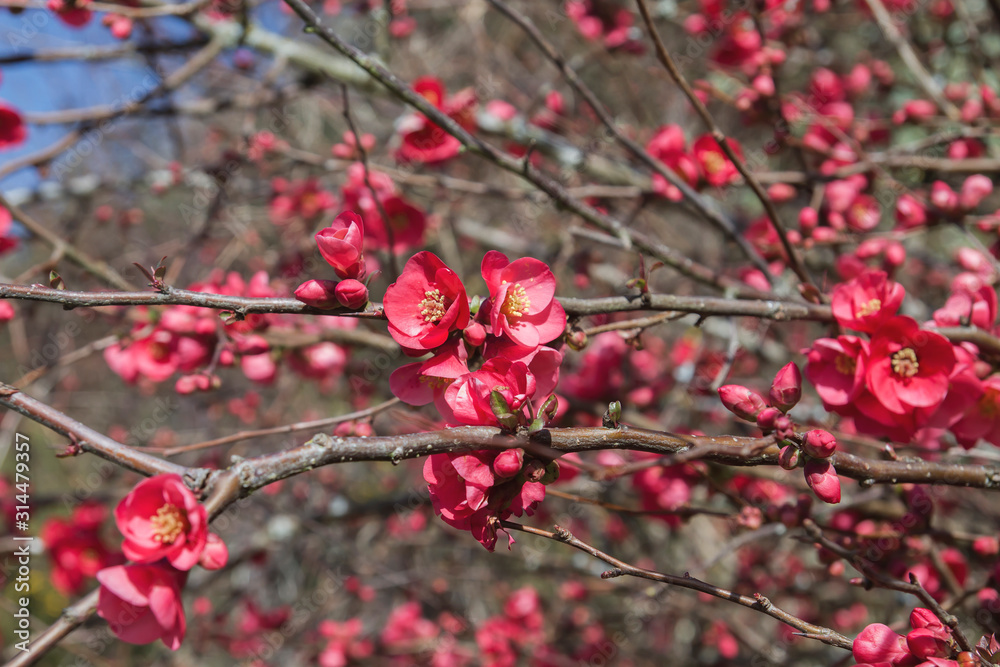 Chaenomeles japonica springtime flowers blooming Chaenomeles japonica springtime flowers blooming