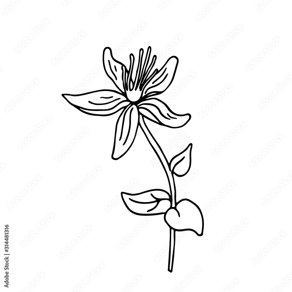 A hypericum flower in doodle style. Hand drawn vector illustration in black ink on white background.  Isolated outline.