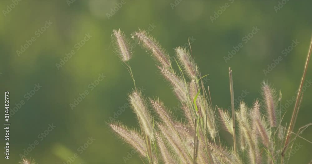 Beautiful feather grass flower with blurry background in rural country side in the evening Beautiful feather grass flower with blurry background in rural country side in the evening
