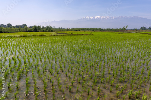 Rice field Lahijan Mountains Iran