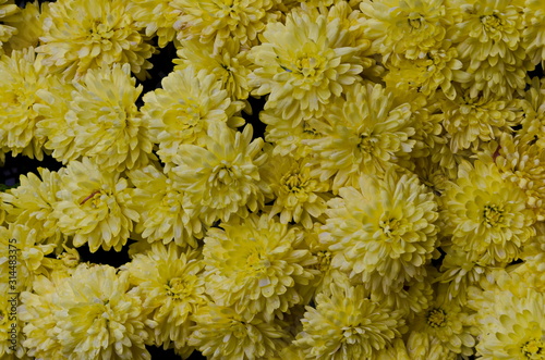 Abstract background of chrysanthemum flowers with yellow petals, Troyan Monastery, village Oreshak, Bulgaria   photo