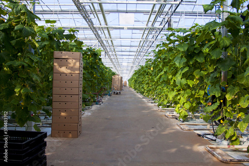 Large glass greenhouse. Growing cucumbers in greenhouse conditions photo