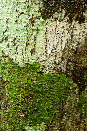 moss and tree bark texture with blurred background in south american nature