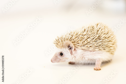 cute baby hedgehog pet on a white table isolated to a white background.