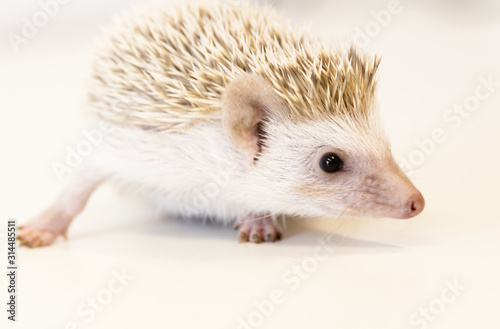 cute baby hedgehog pet on a white table isolated to a white background. © Moritz Klingenstein