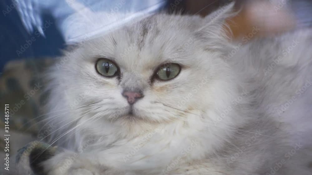 Behind the glass sits a white cat with large green eyes.1920 X 1080 Full Hd. Behind the glass sits a white cat with large green eyes.1920 X 1080 Full Hd.
