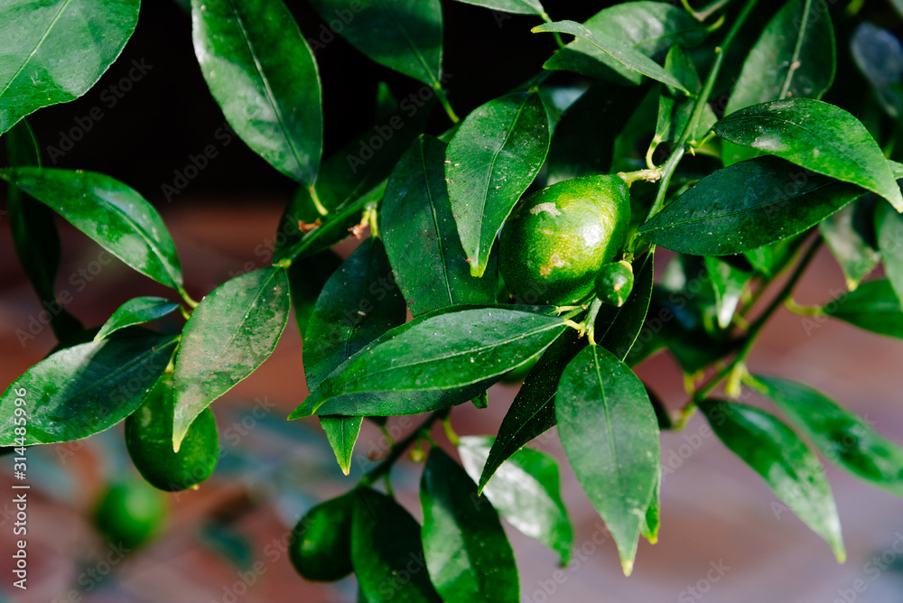 Close up view of the fruit of Citrus x Floridana or limequat, it is a citrofortunella hybrid that is the result of a cross between the key lime and the kumquat, in the flowering plant family Rutaceae Close up view of the fruit of Citrus x Floridana or limequat, it is a citrofortunella hybrid that is the result of a cross between the key lime and the kumquat, in the flowering plant family Rutaceae