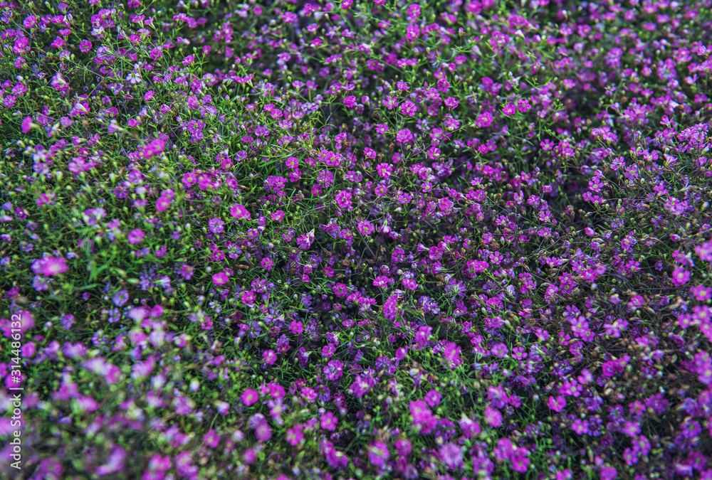 Nature summer spring background with small flowers Nature summer spring background with small flowers