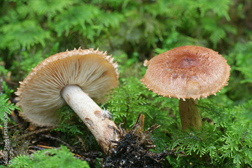 Tricholoma vaccinum, known as the russet scaly tricholoma, the scaly knight, or the fuzztop, mushrooms from Finland