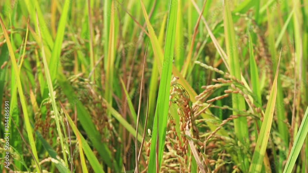 Paddy rice crop, Green rice plant growing up in farm at morning, a time to harvest. slow motion. nature concept. Paddy rice crop, Green rice plant growing up in farm at morning, a time to harvest. slow motion. nature concept.