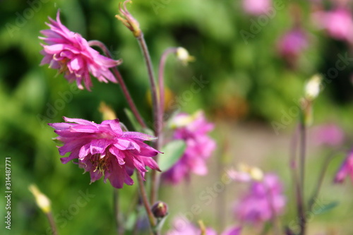Pink purple columbine Aquilegia formosa . Canadian columbine or aquilegia beautiful wild flower of western