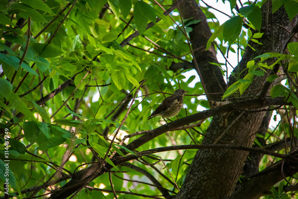 Wildlife. Starling on the branches of a tree. On a Sunny summer day. Wildlife. Starling on the branches of a tree. On a Sunny summer day.