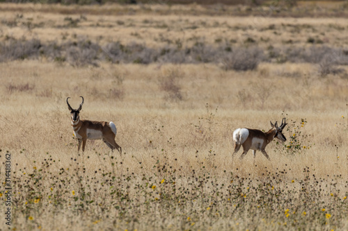 Pronghorn Antelope Bucks in Autumn