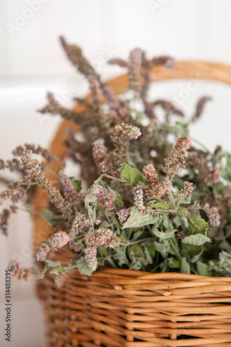 bunch of dried mint in the basket wit hthe isoalted white background photo