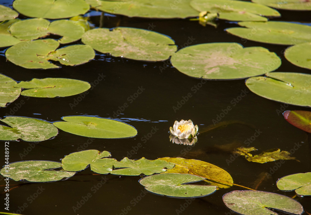 Strelka Aquatic plants of the Kotorosl river Strelka Aquatic plants of the Kotorosl river