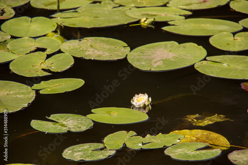 Strelka Aquatic plants of the Kotorosl river