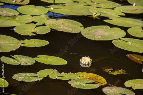 Strelka Aquatic plants of the Kotorosl river