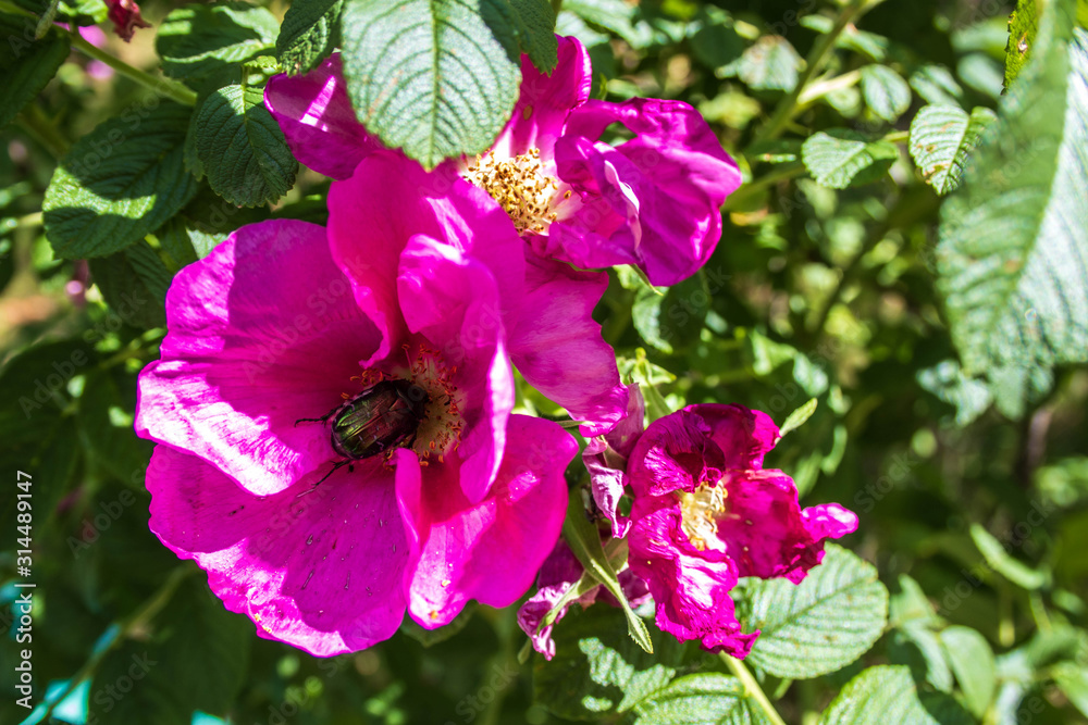 Fototapeta premium A delicate flower of wild rose. Yaroslavl. the green beetle collects nectar