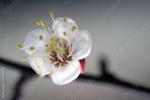 Cherry blossom on a sunny day in April