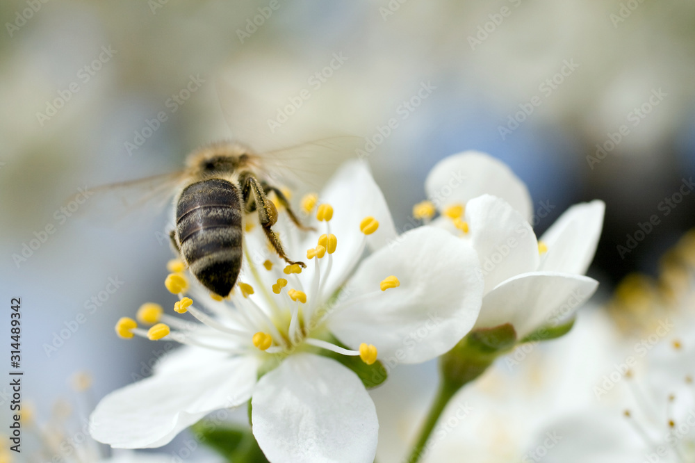A honeybee visits a white flowering flower to gather nectar A honeybee visits a white flowering flower to gather nectar