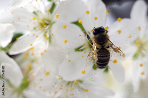 A honeybee visits a white flowering flower to gather nectar © skovalsky