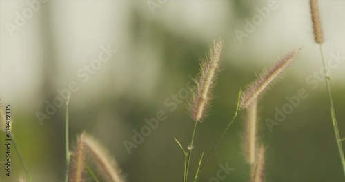 Beautiful feather grass flower with blurry background in rural country side in the evening