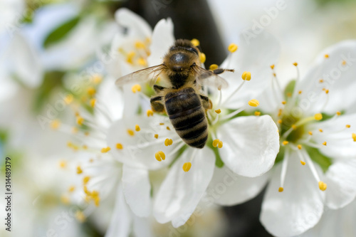 A honeybee visits a white flowering flower to gather nectar © skovalsky